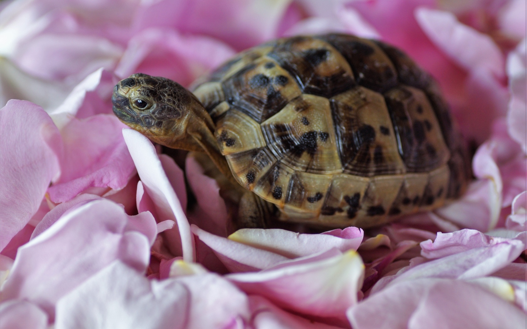 Черепаха с розовыми лепестками розы