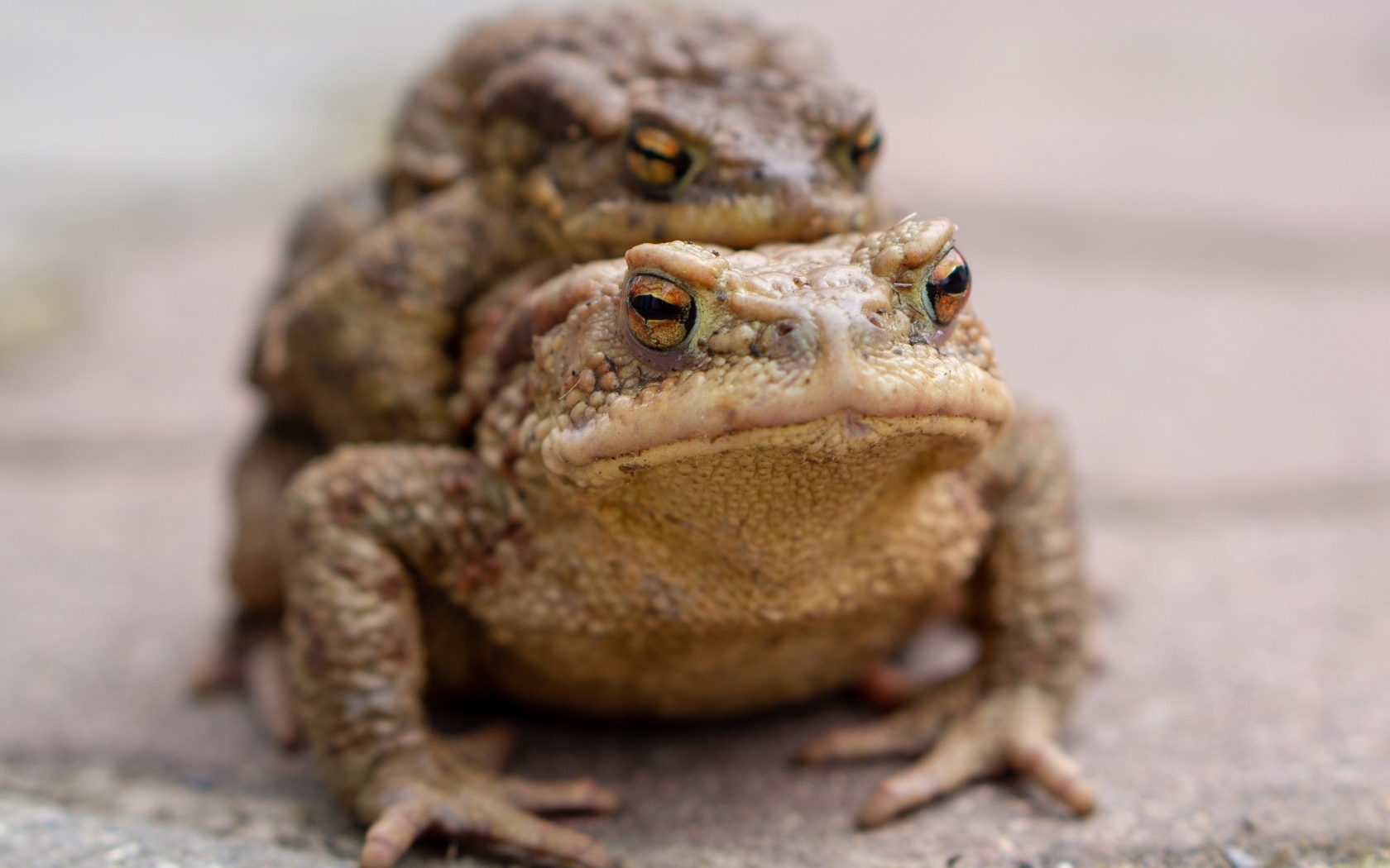 Две большие жабы крупным планом