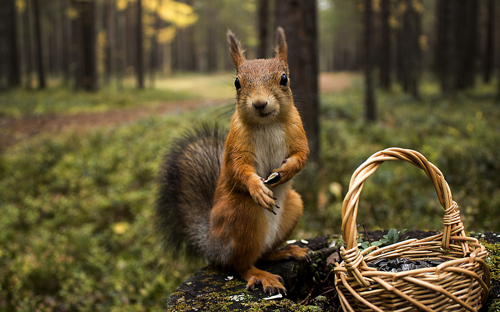 Белка с корзиной с семечками в лесу