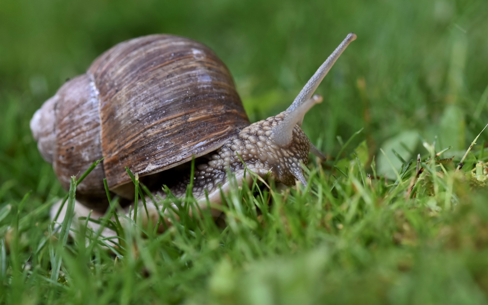 Большая улитка в зеленой траве