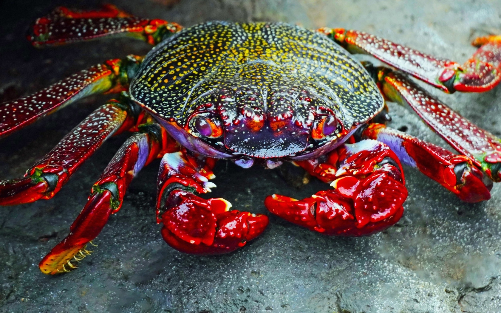 Большой краб с красными щупальцами