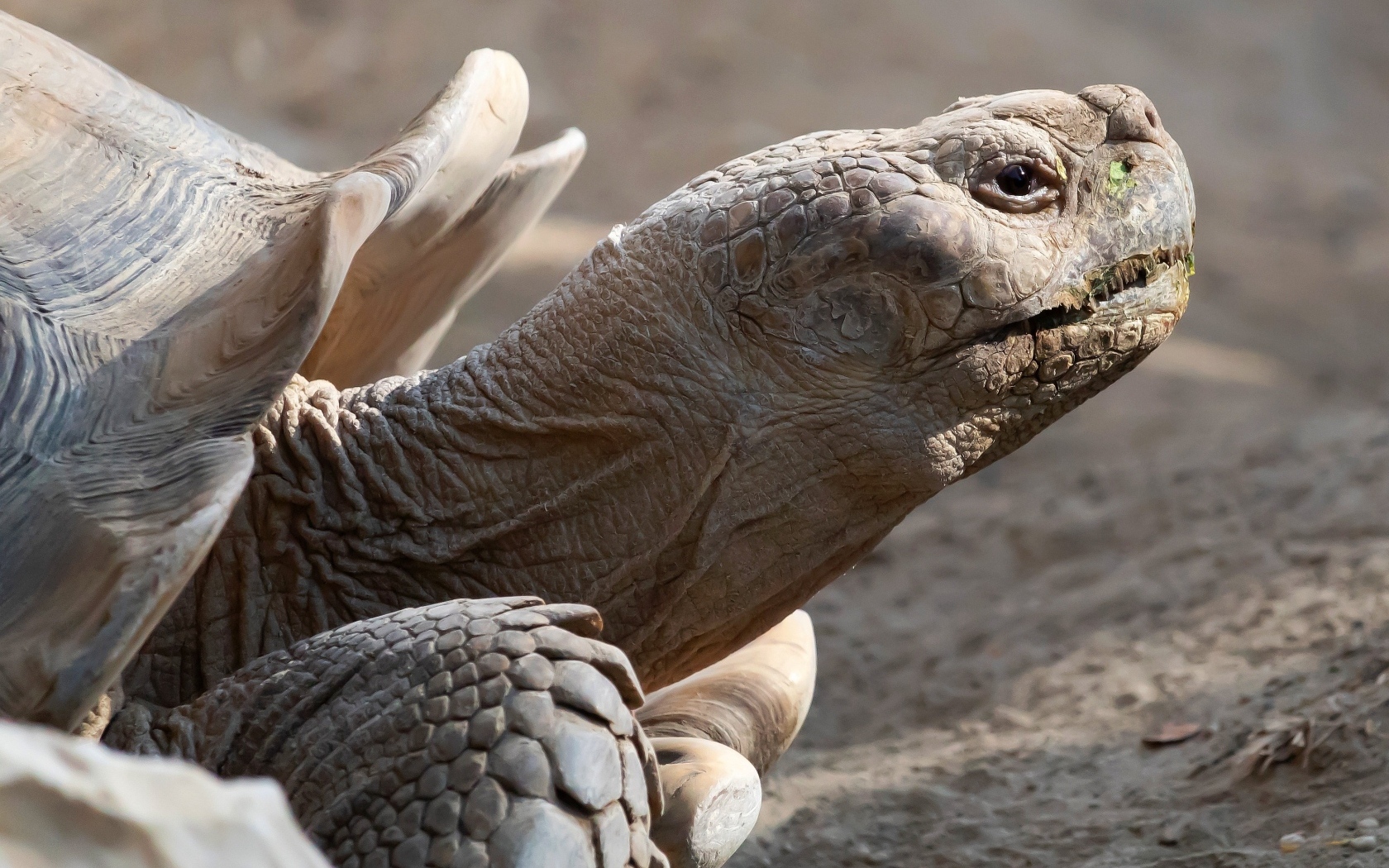 Большая шпороносная черепаха крупным планом