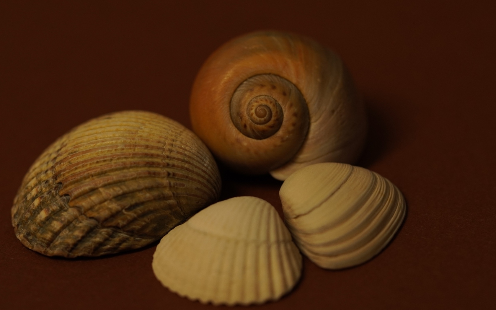 Большие красивые ракушки на коричневом фоне