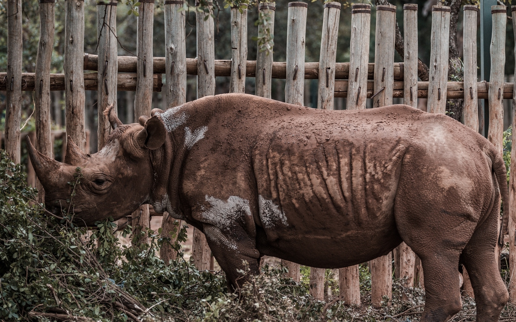 Носорог стоит у забора в зоопарке