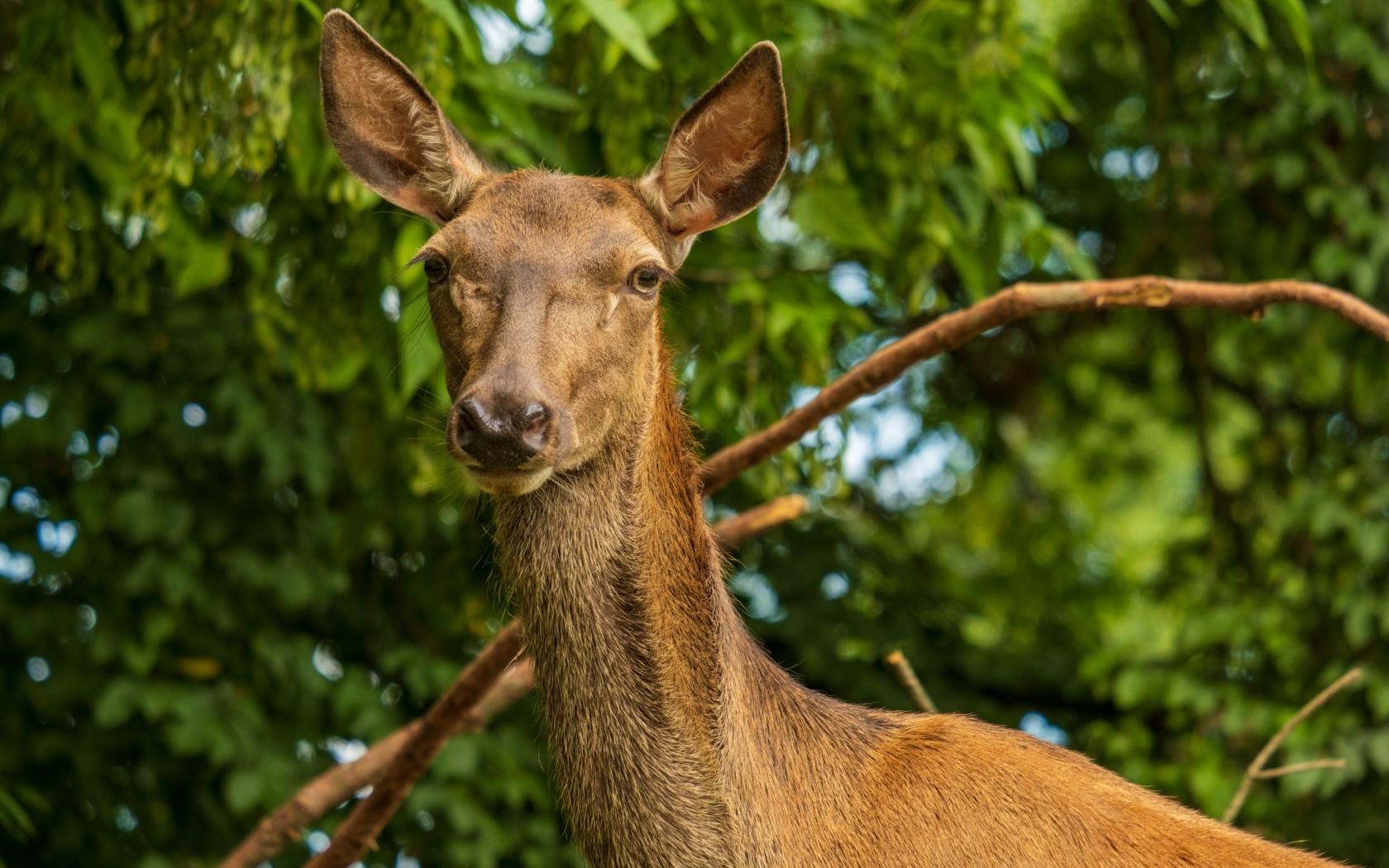 Большая коричневая олениха