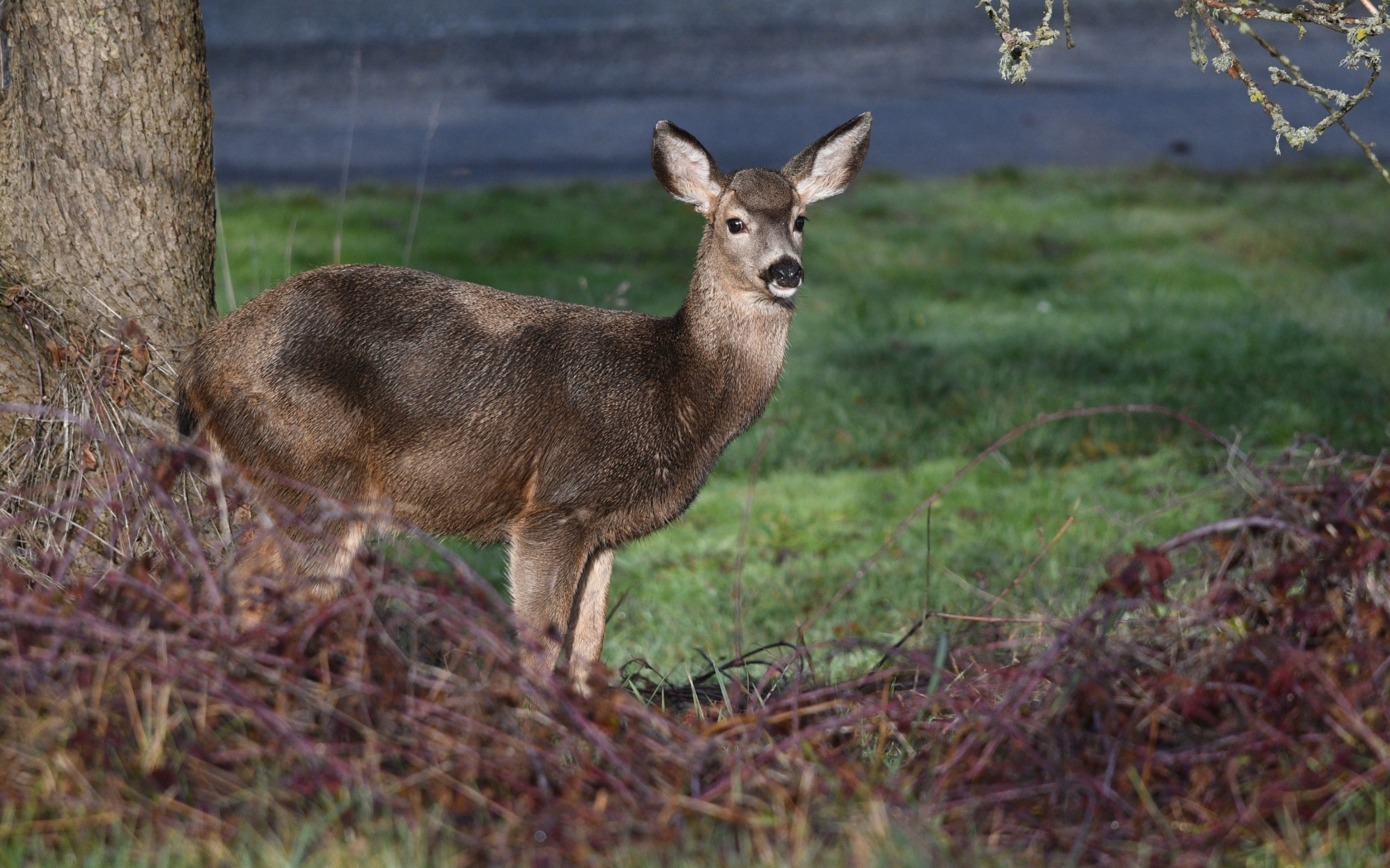 Олень стоит у дерева в лесу