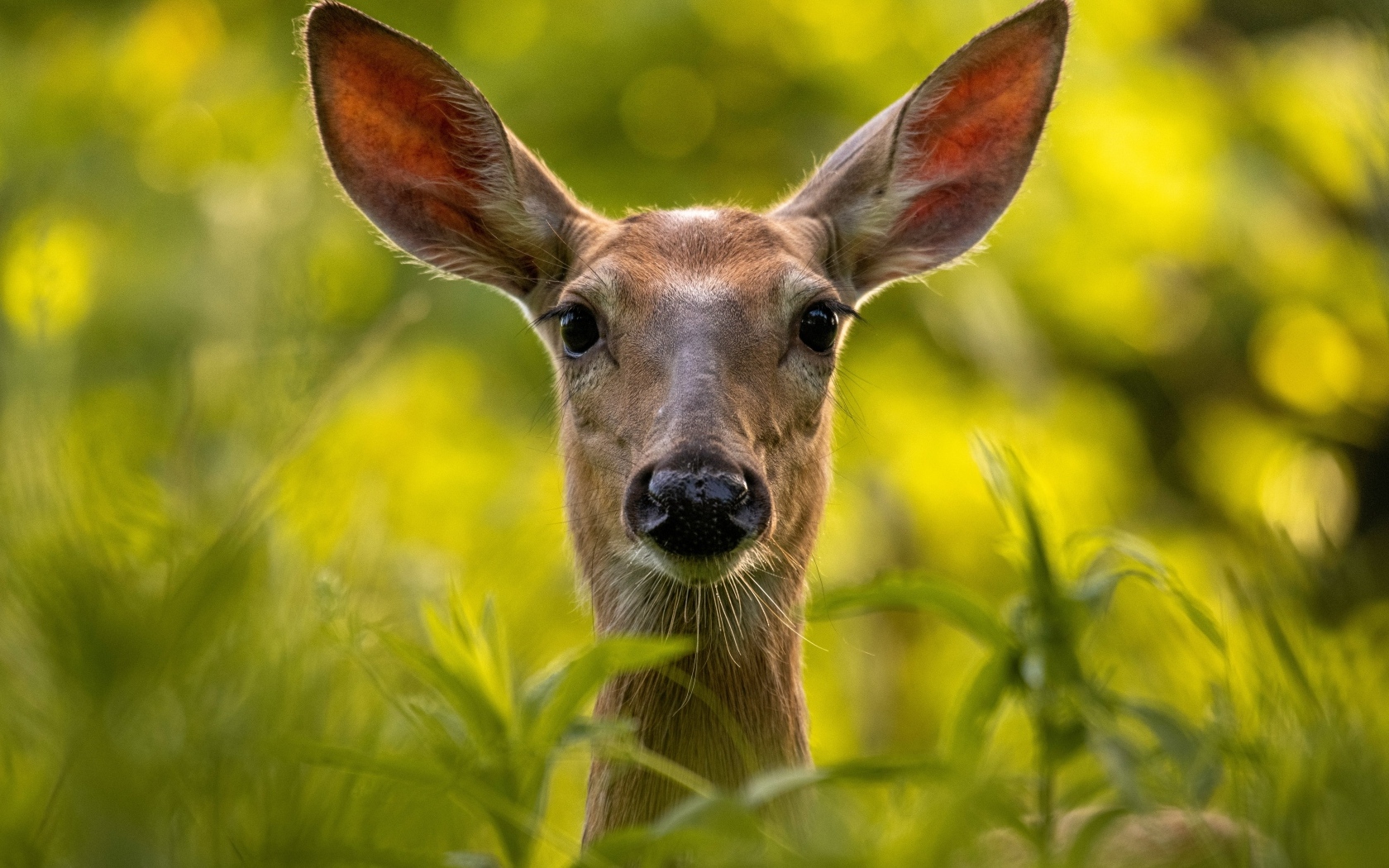 Олень прячется в зеленой траве