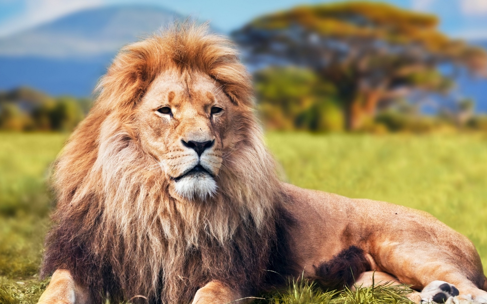 Большой лев  с пышной гривой в Саванне