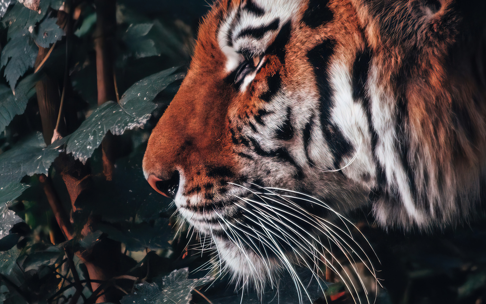 Большой полосатый тигр стоит дерева с зелеными листьями