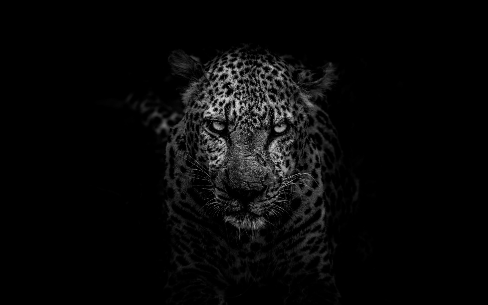 Большой злой леопард на черном фоне