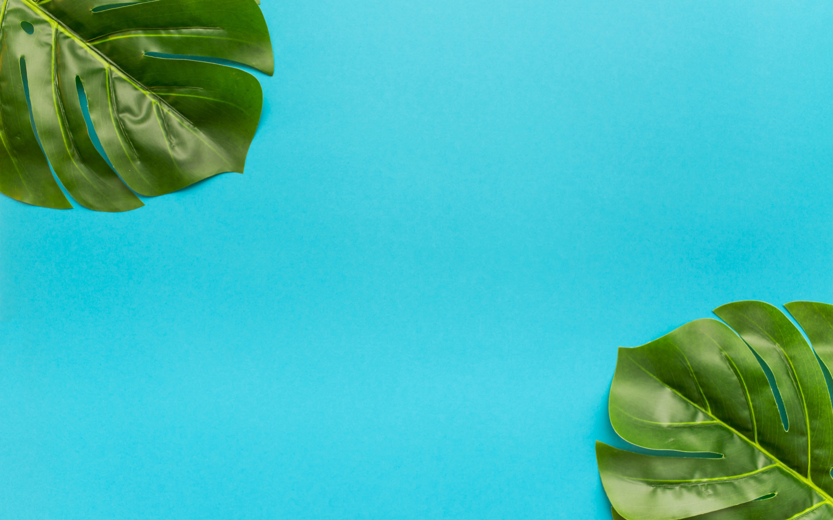 Два зеленых листа на голубом фоне