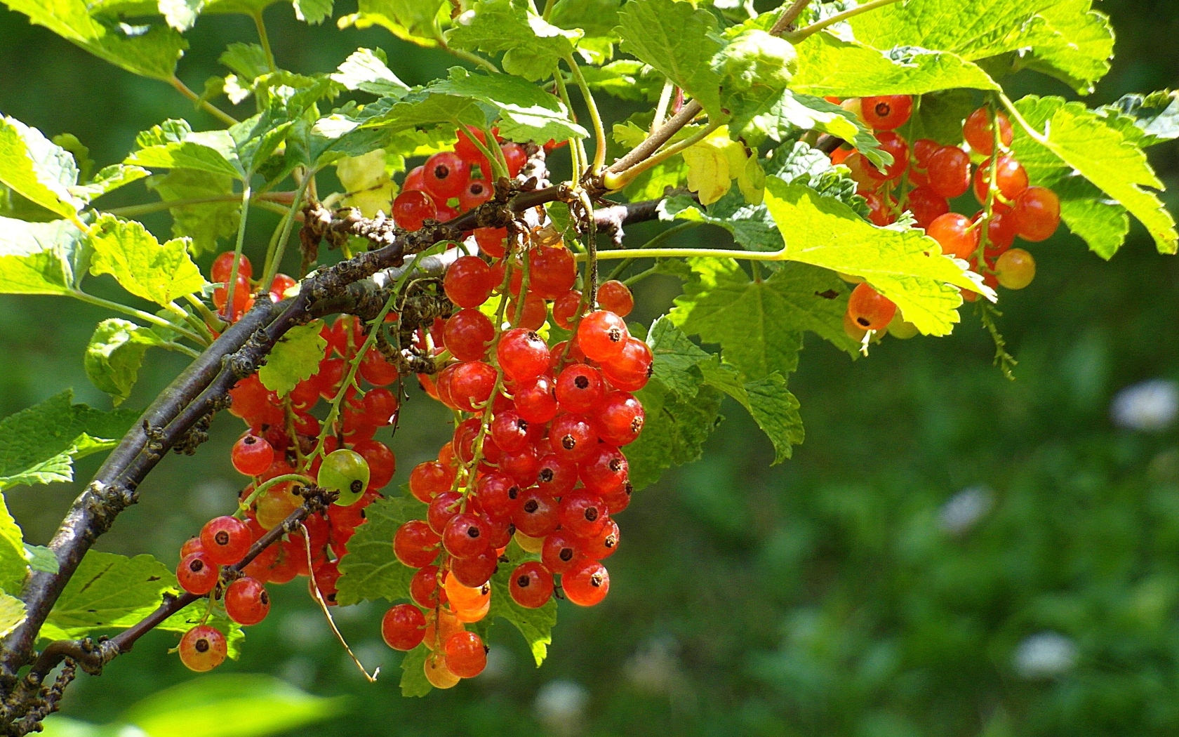 Красная спелая смородина на кусту