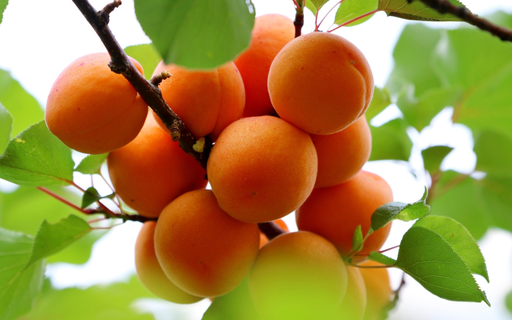 Спелые оранжевые абрикосы на ветке