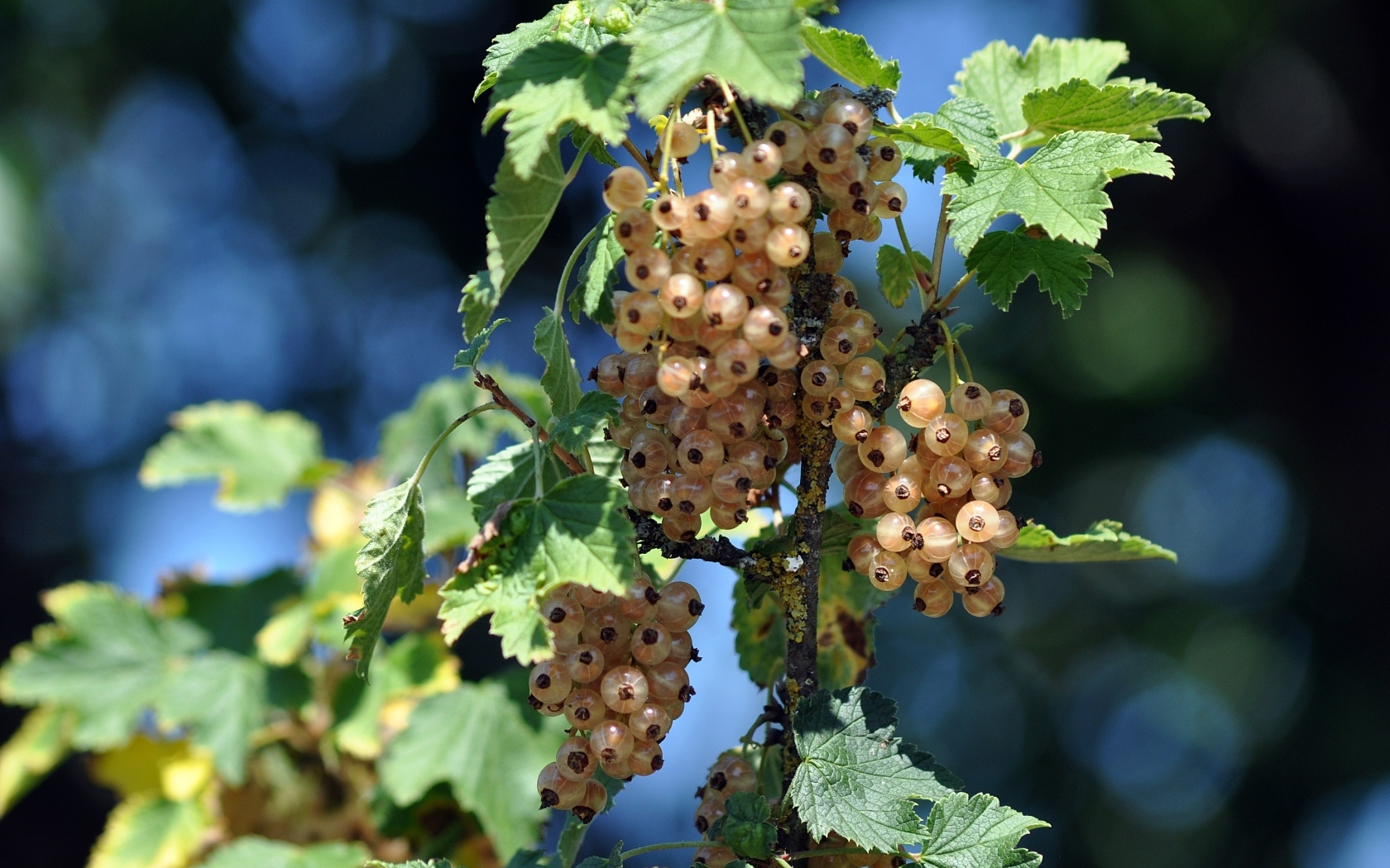 Ягоды белой смородины на ветке
