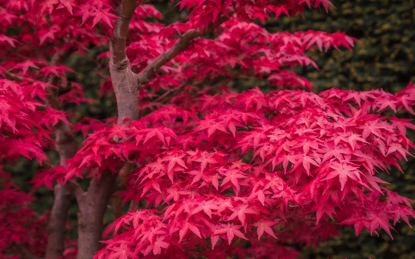 Красные листья клена на дереве осенью