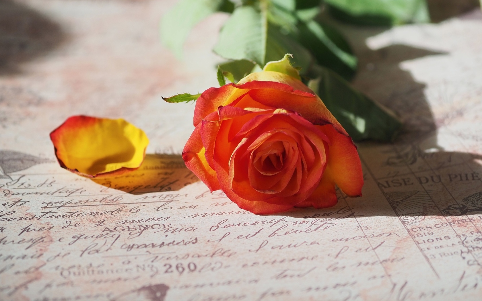 Оранжевая роза лежит на тетради