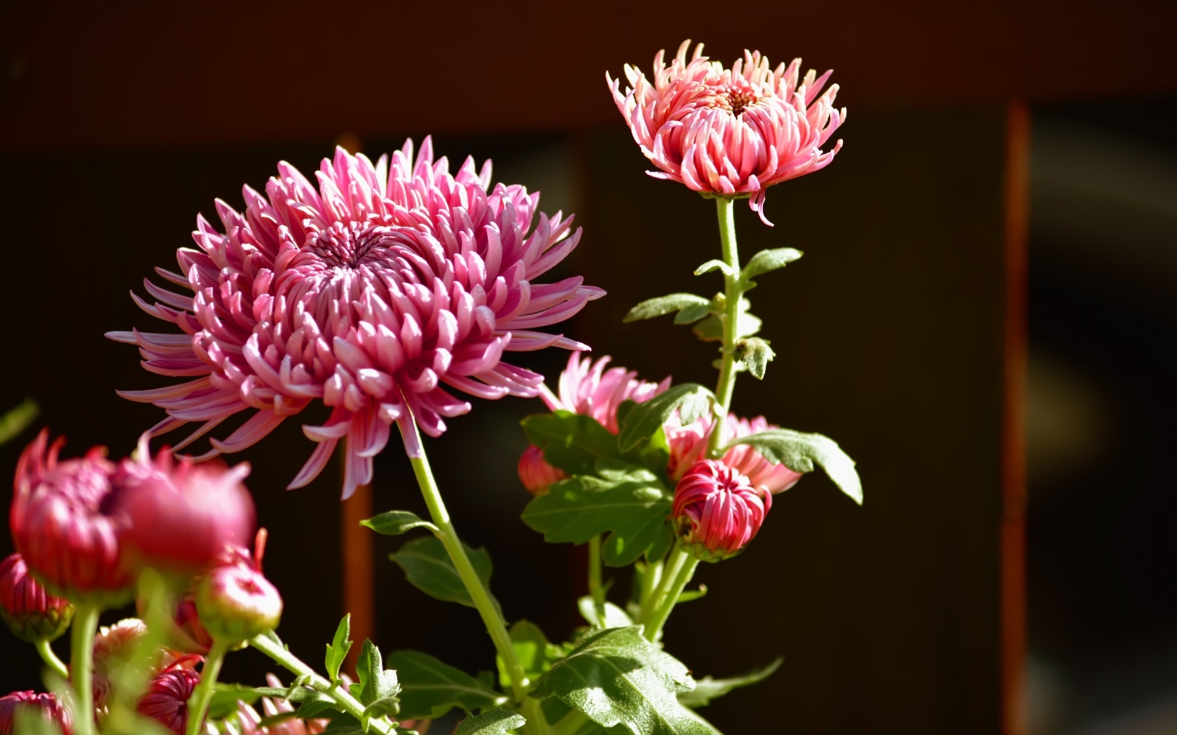 Красивые розовые цветы хризантемы с бутонами в лучах солнца