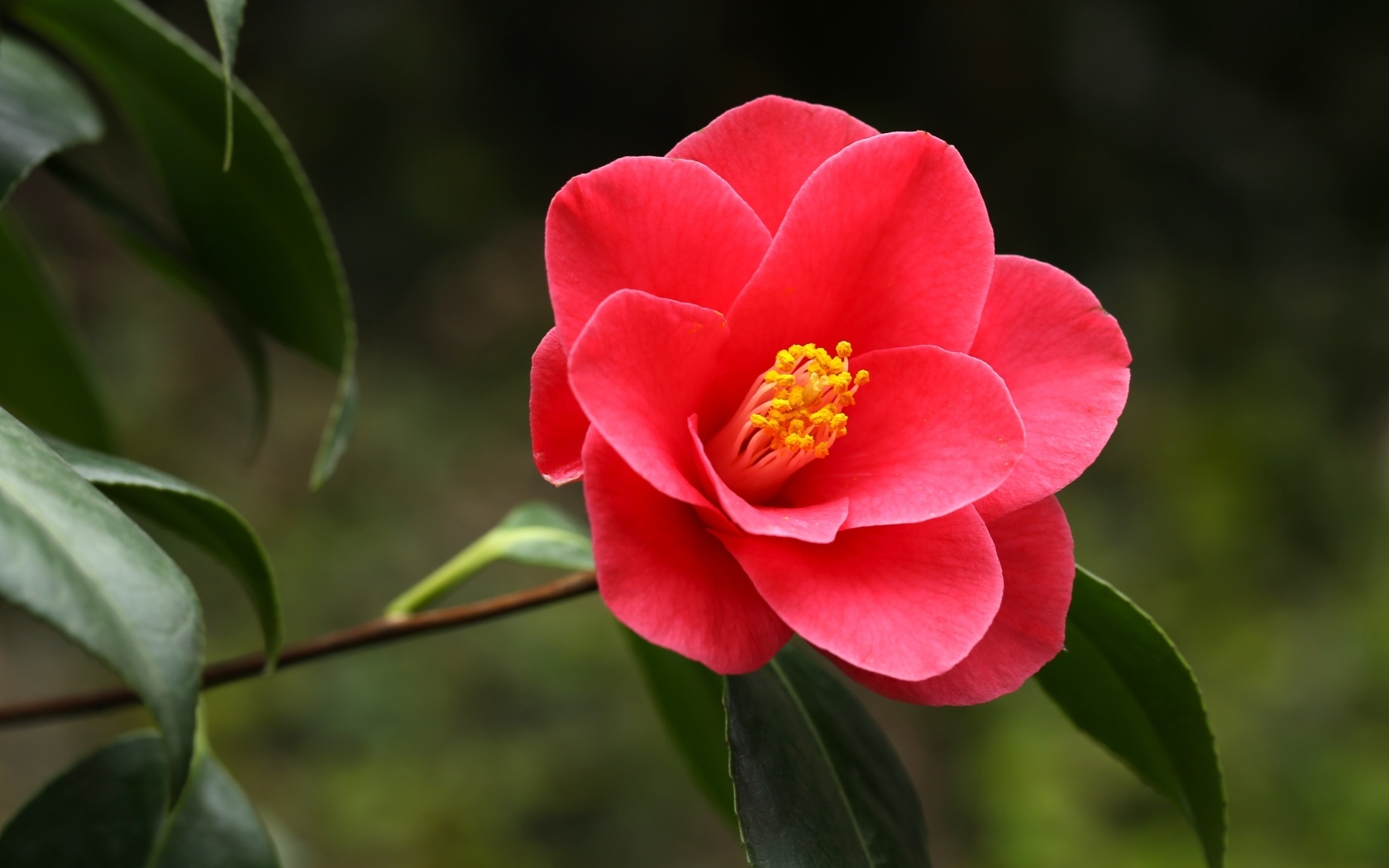 Красивый розовый цветок магнолия с большими зелеными листьями