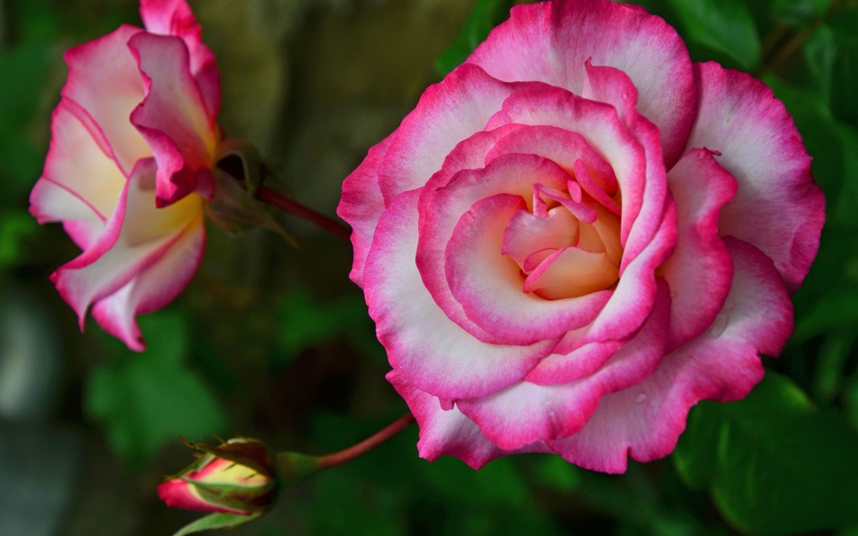 Красивая розовая роза с бутонами крупным планом