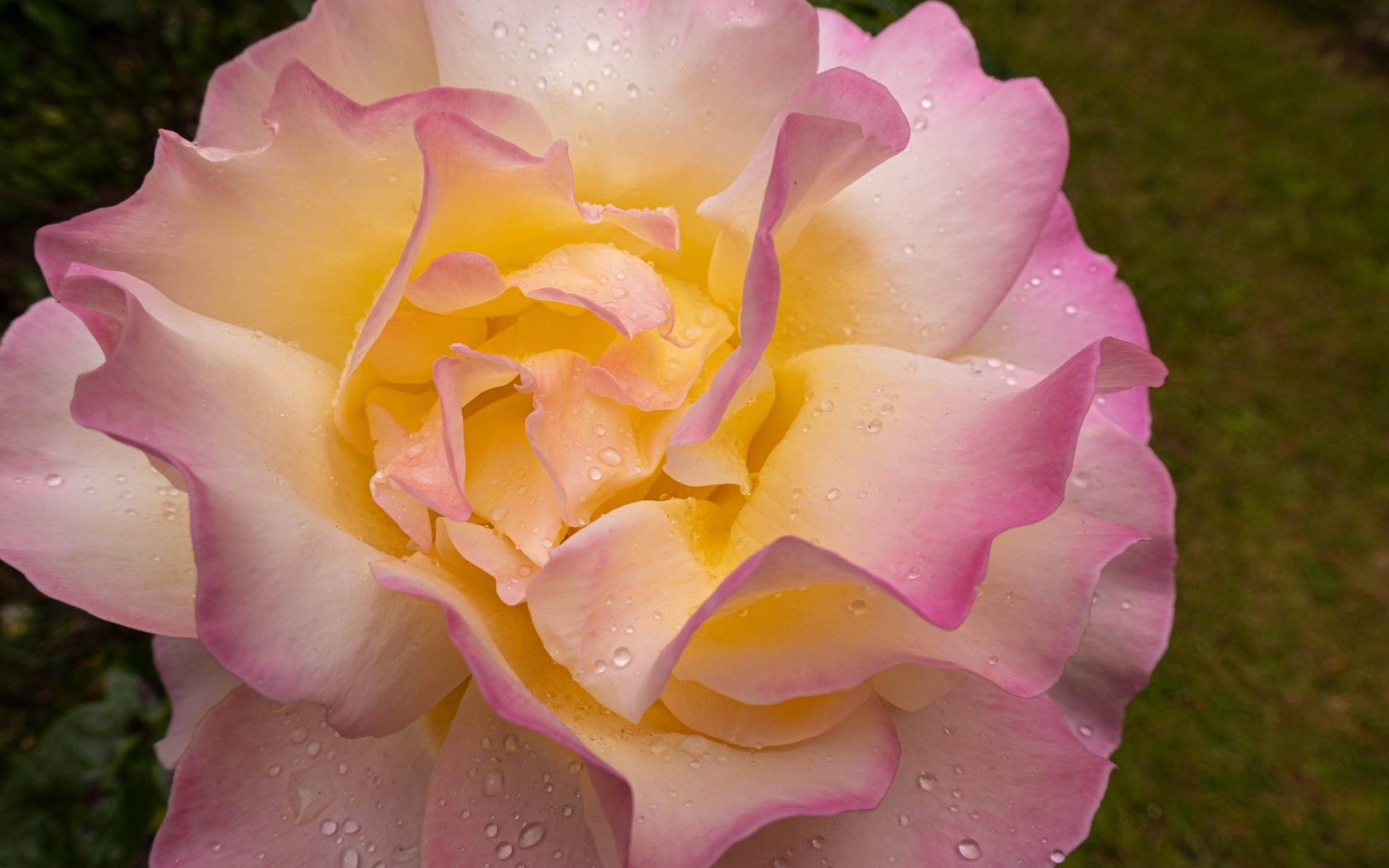 Красивая роза Глория Дей в каплях росы