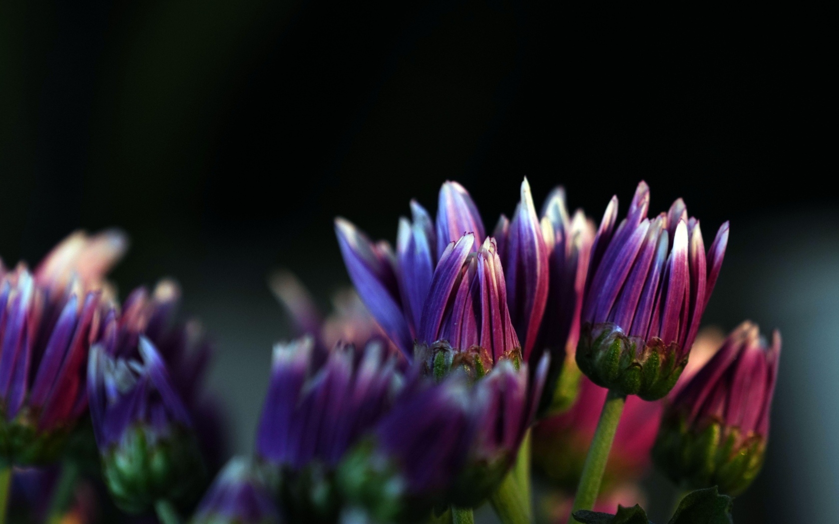 Распускающиеся сиреневые цветы хризантемы