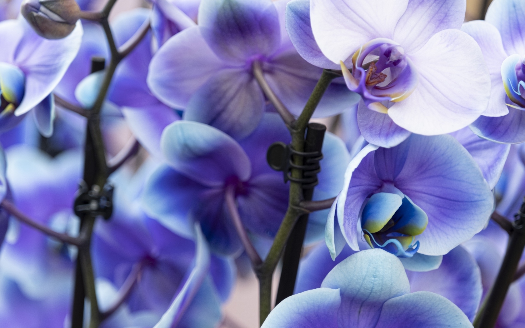 Голубые цветы орхидеи крупным планом