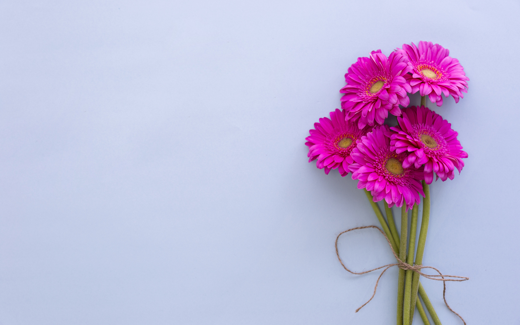 Букет розовых гербер на сером фоне, шаблон открытки