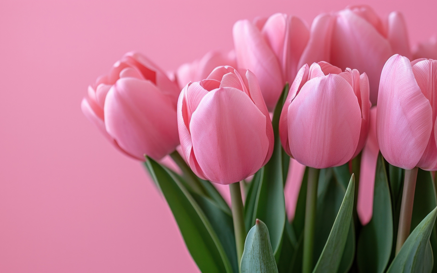 Букет розовых тюльпанов на розовом фоне