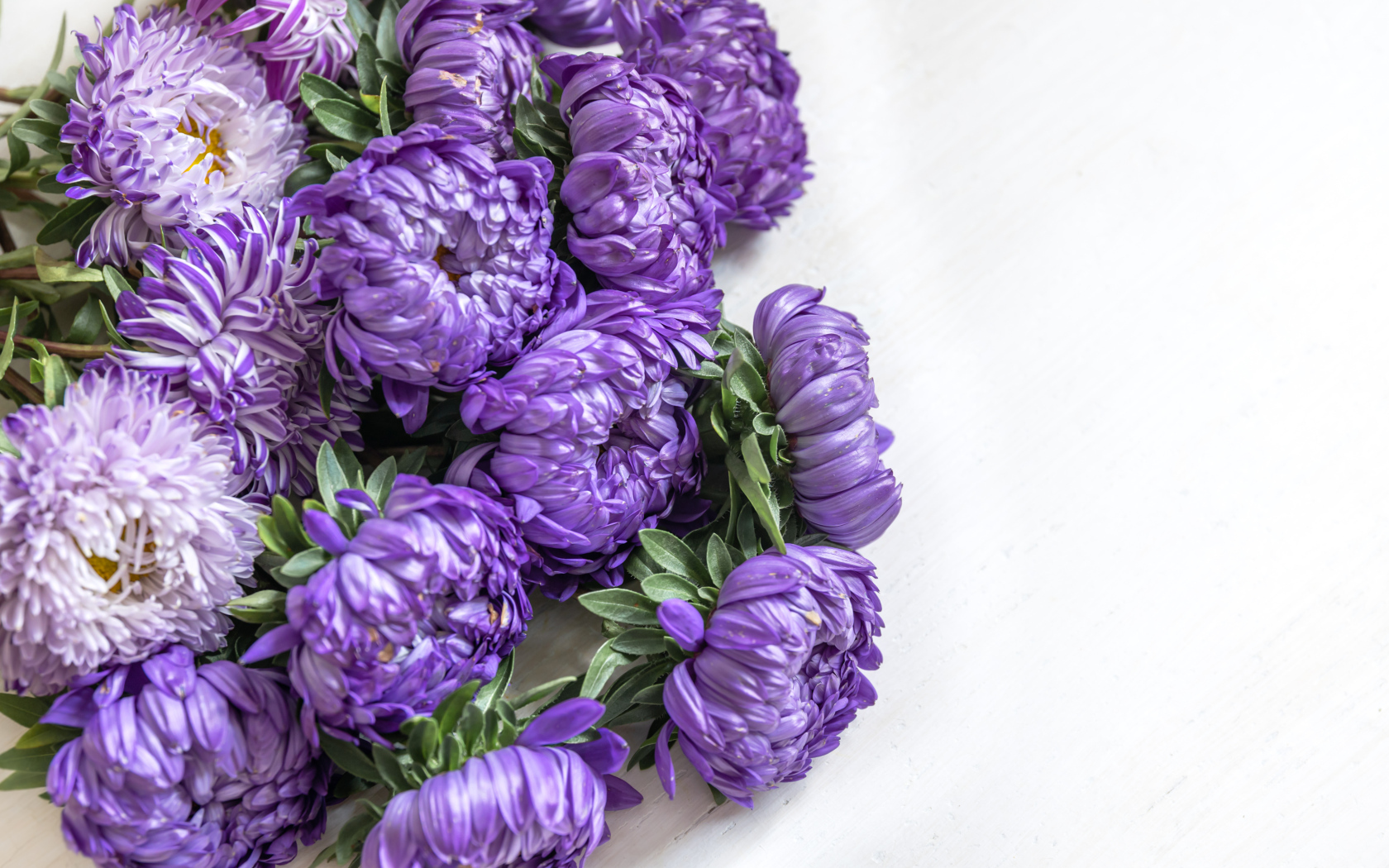 Букет фиолетовых цветов астры на белом фоне