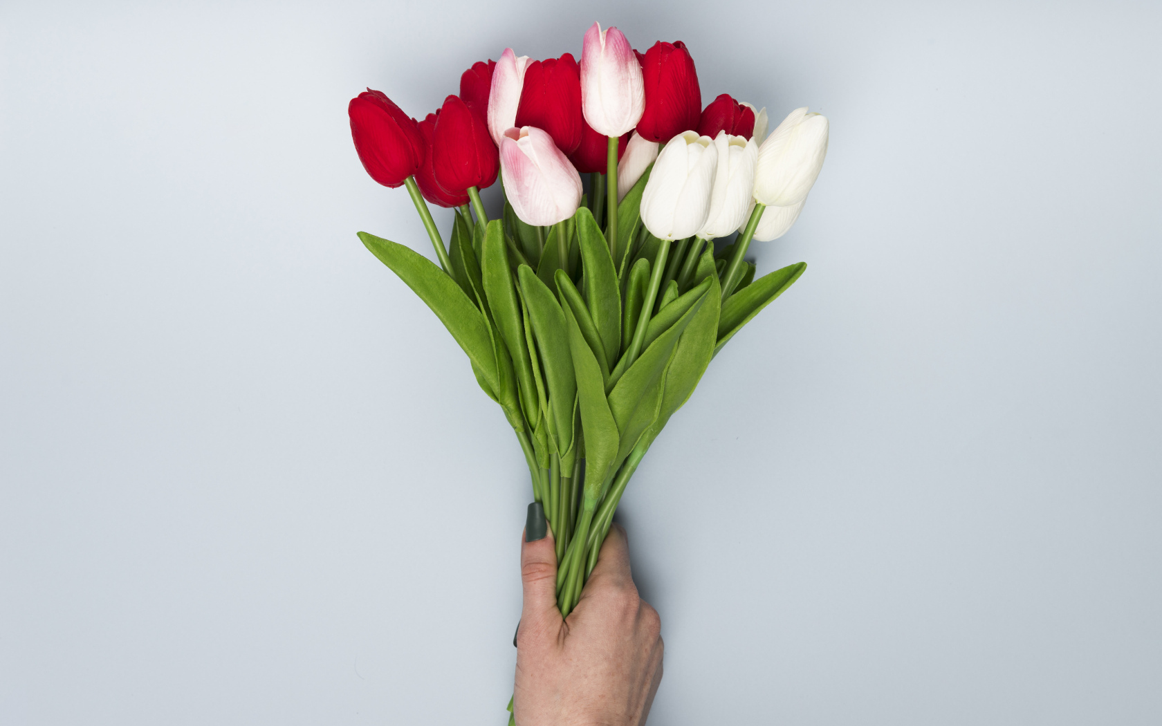 Букет белых и красных цветов тюльпана на сером фоне