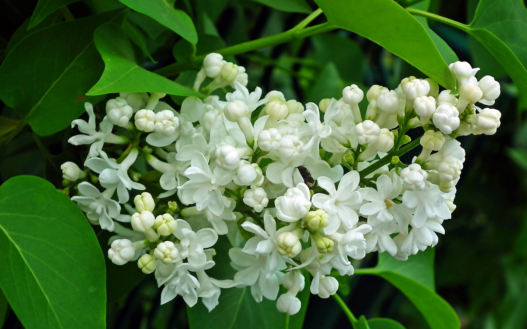 Ветка с нежными белыми цветами сирени