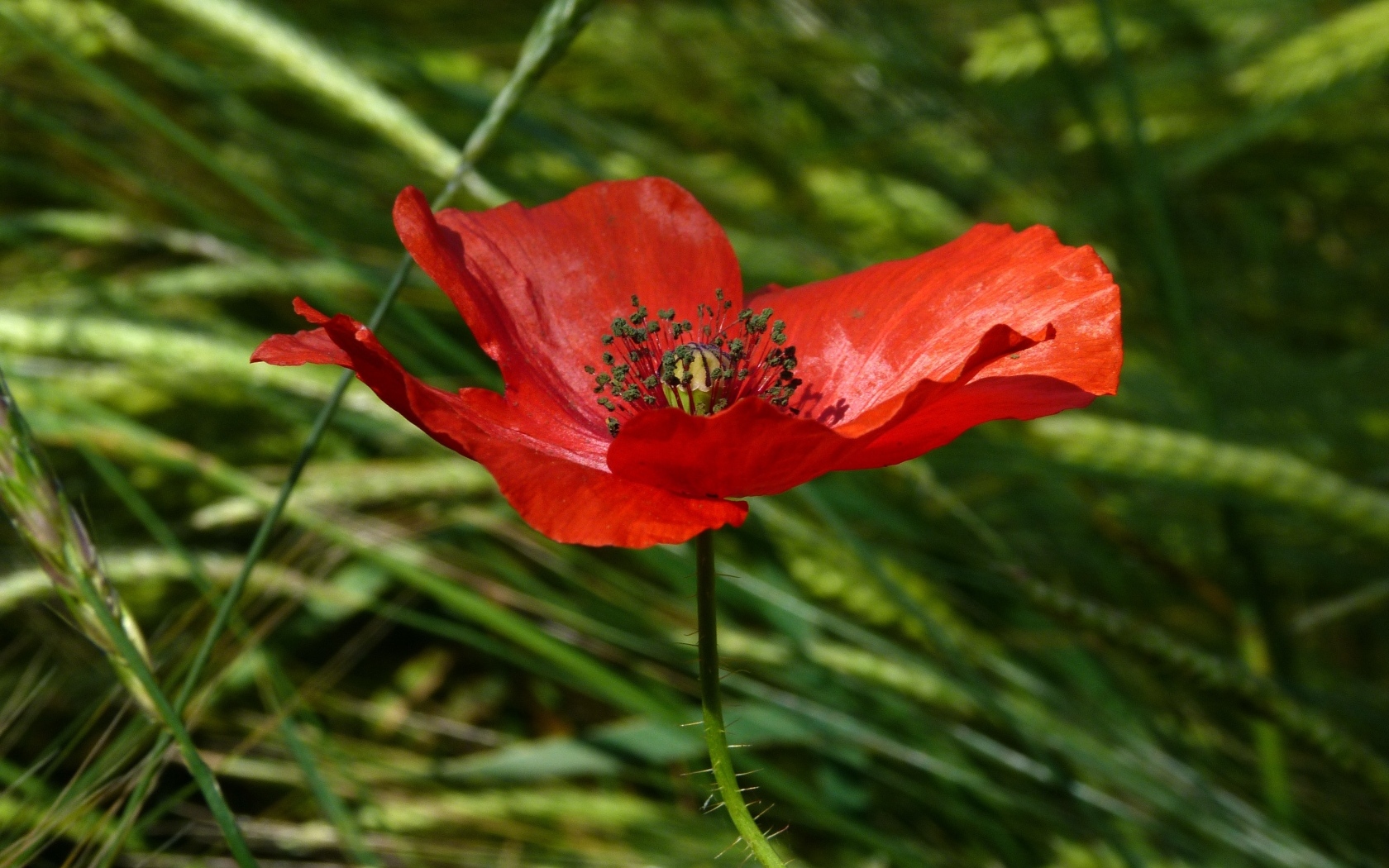 Яркий алый мак в зеленой траве вблизи