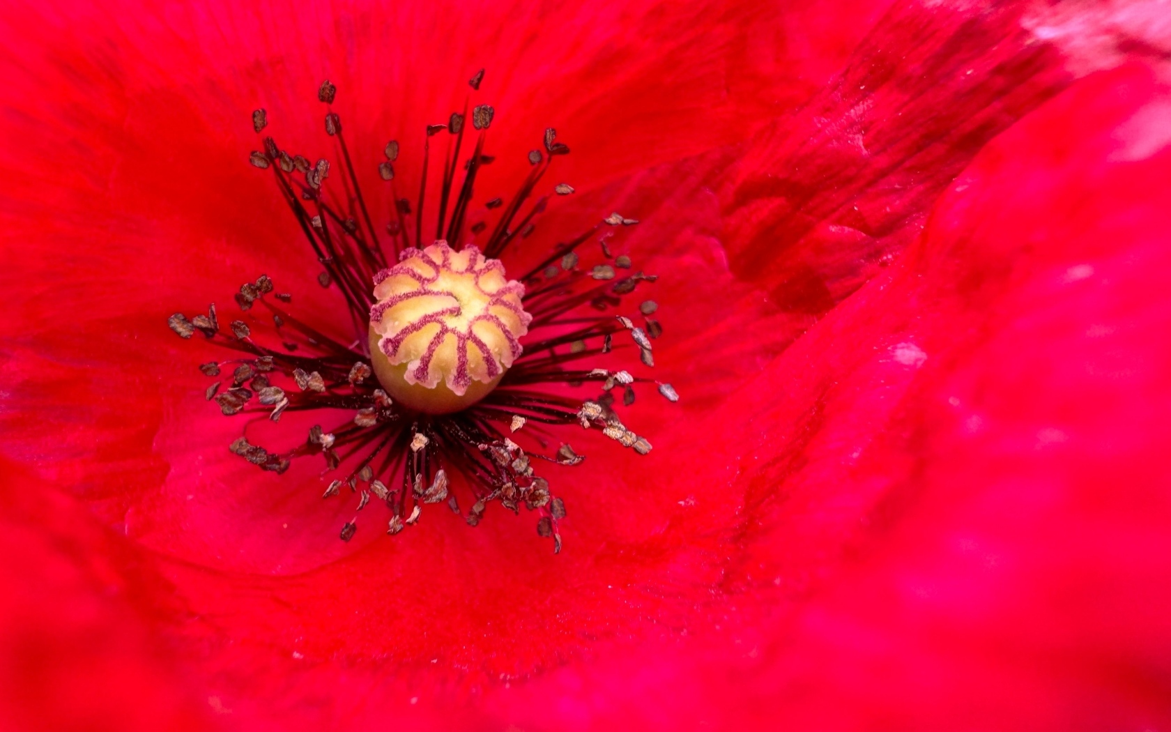 Серединка большого красного мака крупным планом