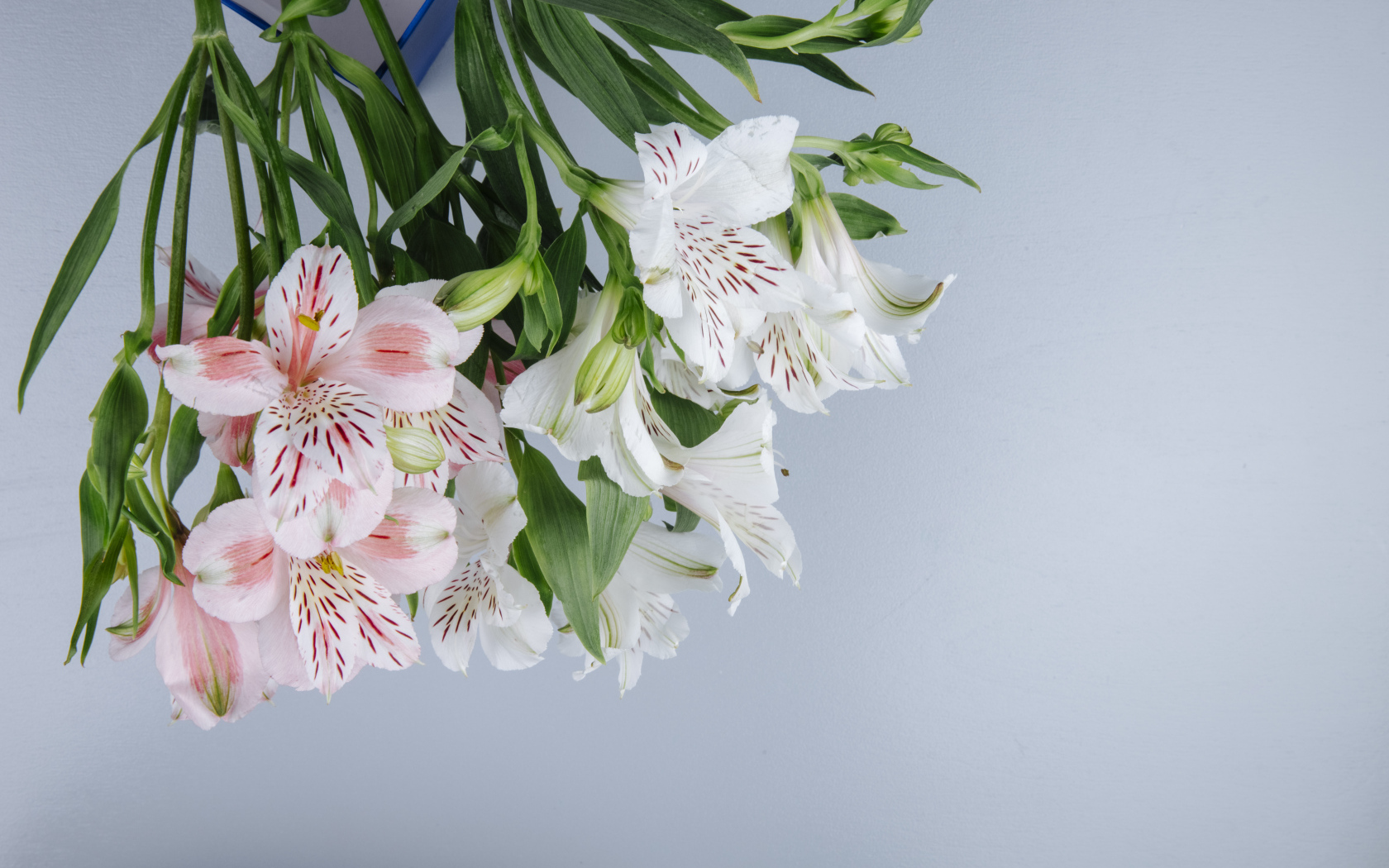 Нежные цветы альстромерии на сером фоне