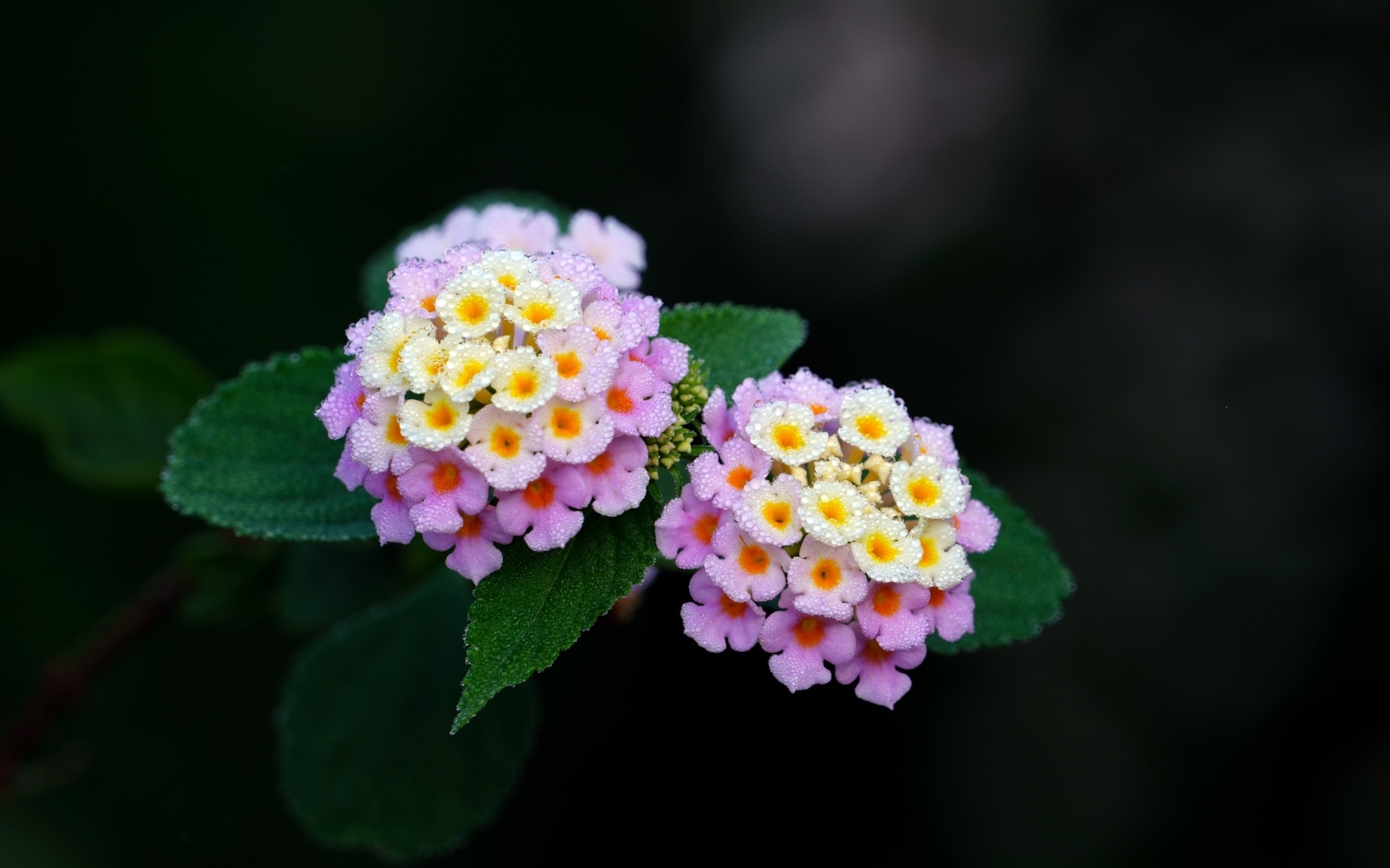 Нежные сиреневые цветы лантана