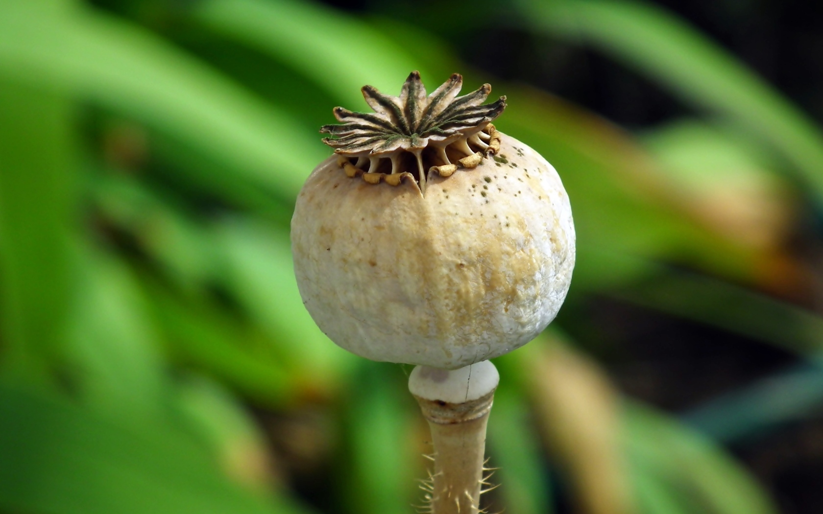 Отцветший мак крупным планом 