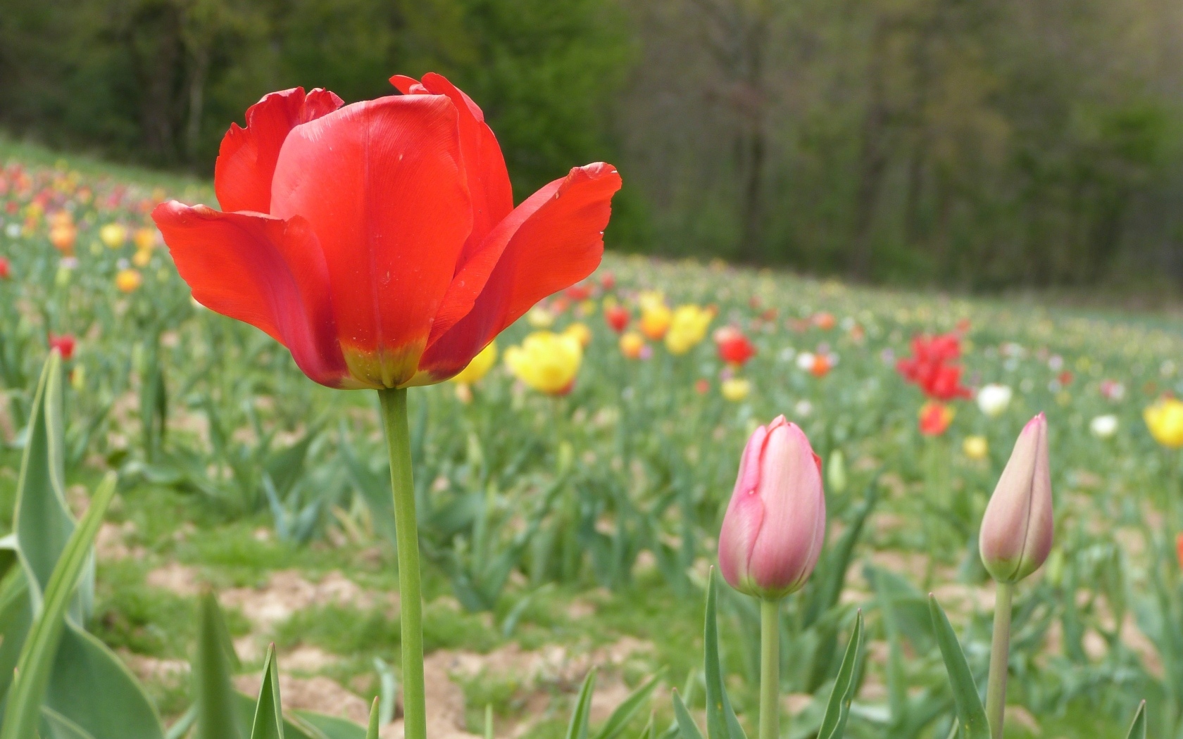 Поле с разноцветными тюльпанами в начале весны