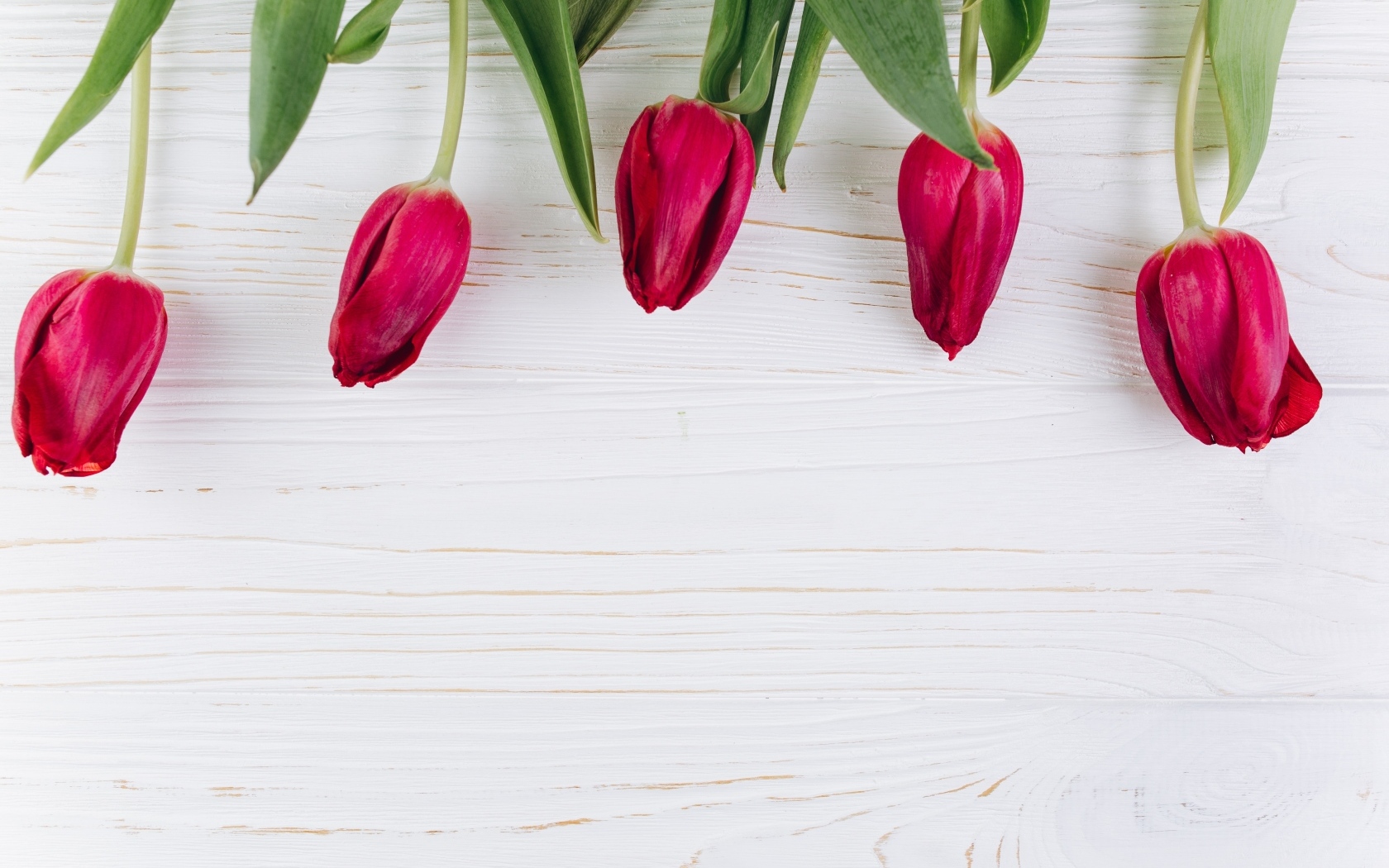 Пять красных тюльпанов на белом фоне