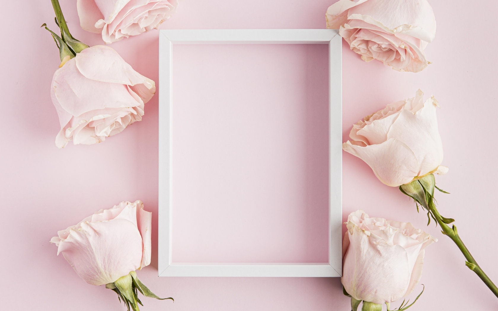 Рамка с бутонами роз на розовом фоне