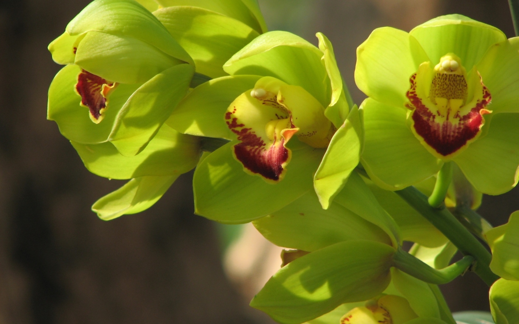 Зеленые цветы орхидеи крупным планом