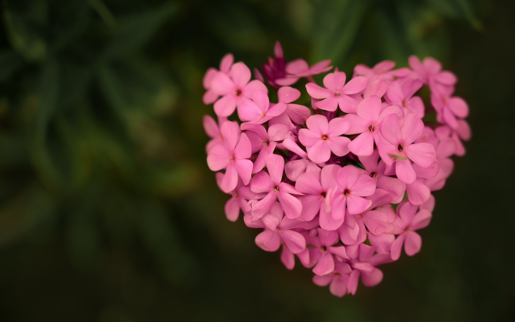 Сердце из розовых цветов флокса