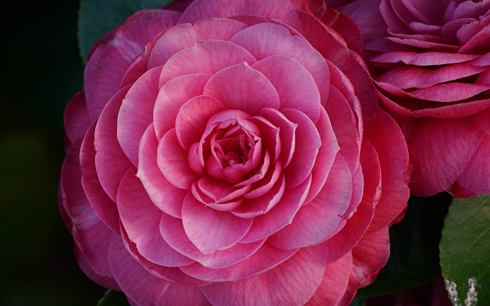 Большой розовый цветок камелия крупным планом