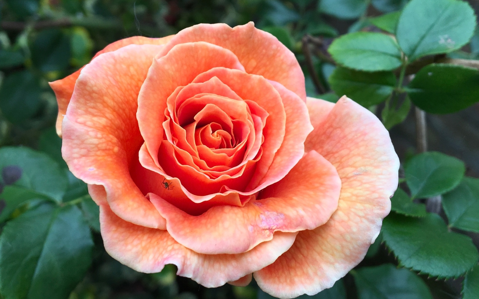 Большая розовая роза на клумбе