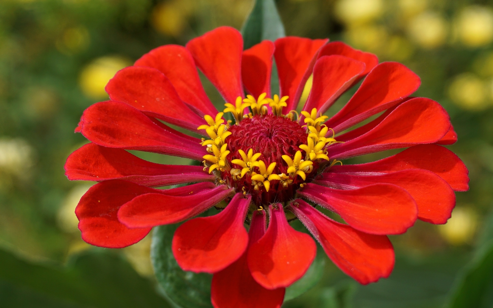 Большой красный цветок цинния