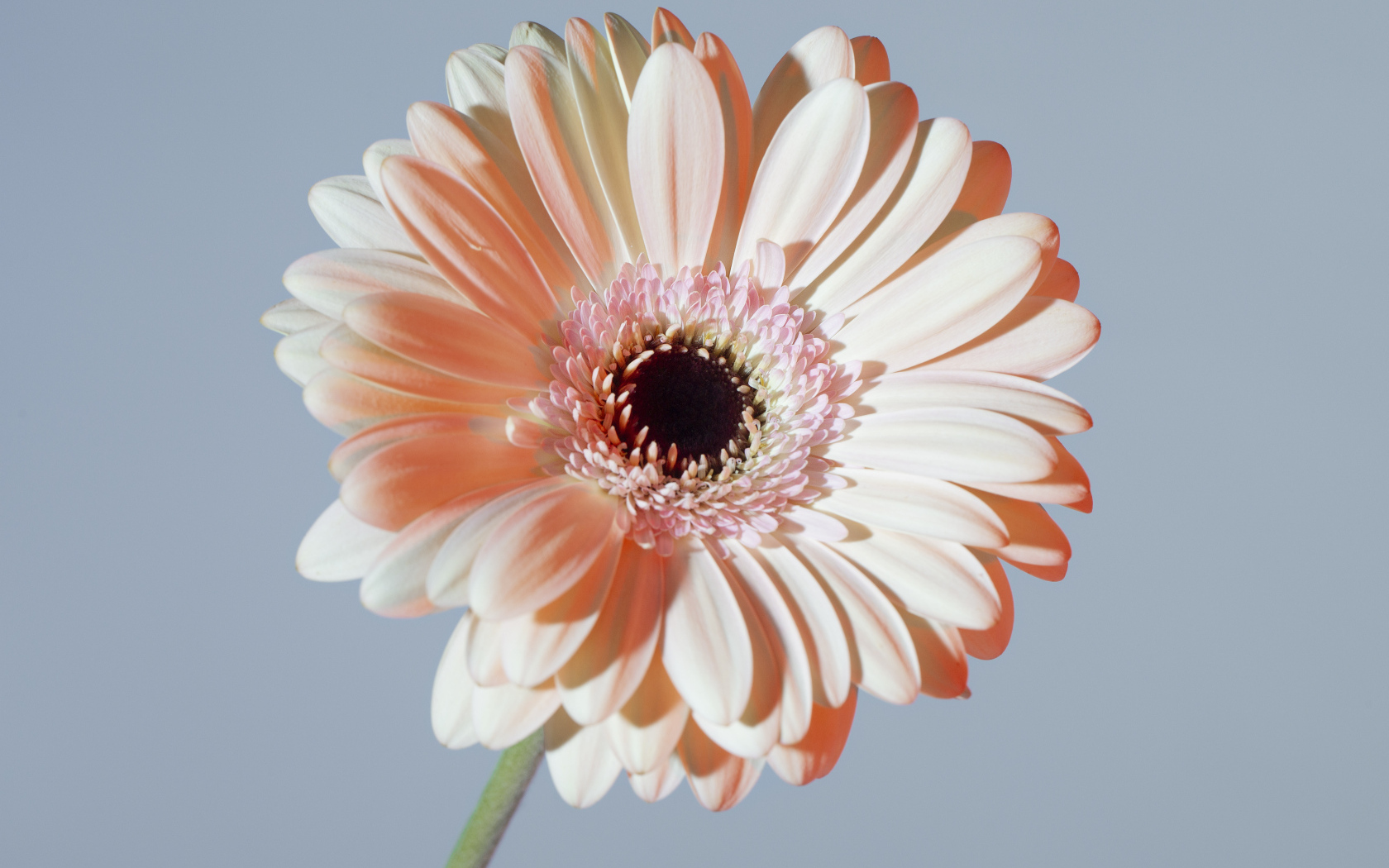 Крупная белая гербера на сером фоне