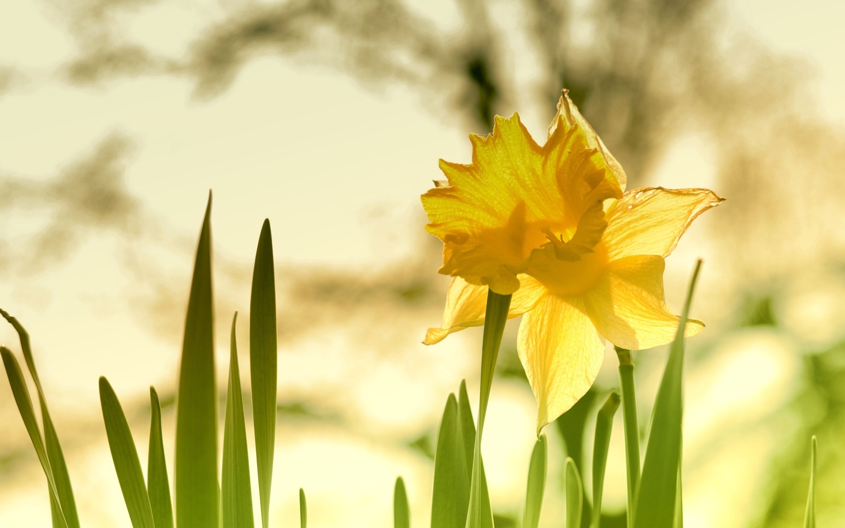 Крупный желтый цветок нарцисса