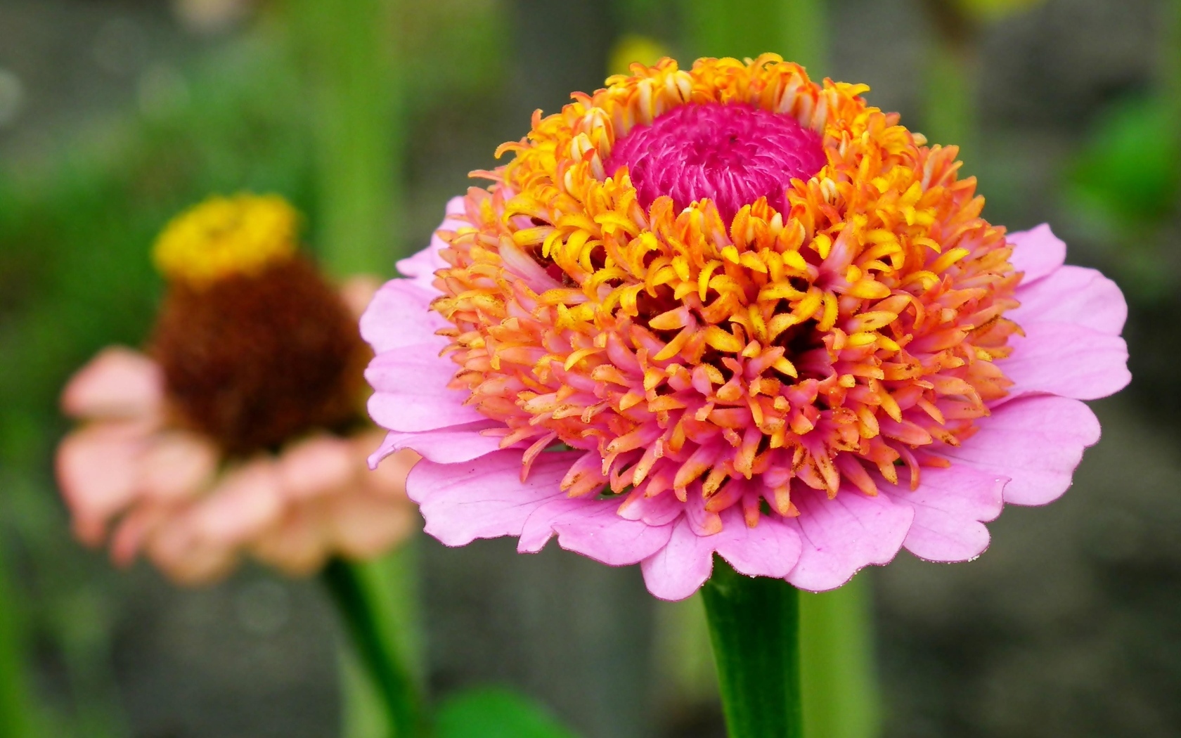 Пышный розовый цветок циннии 