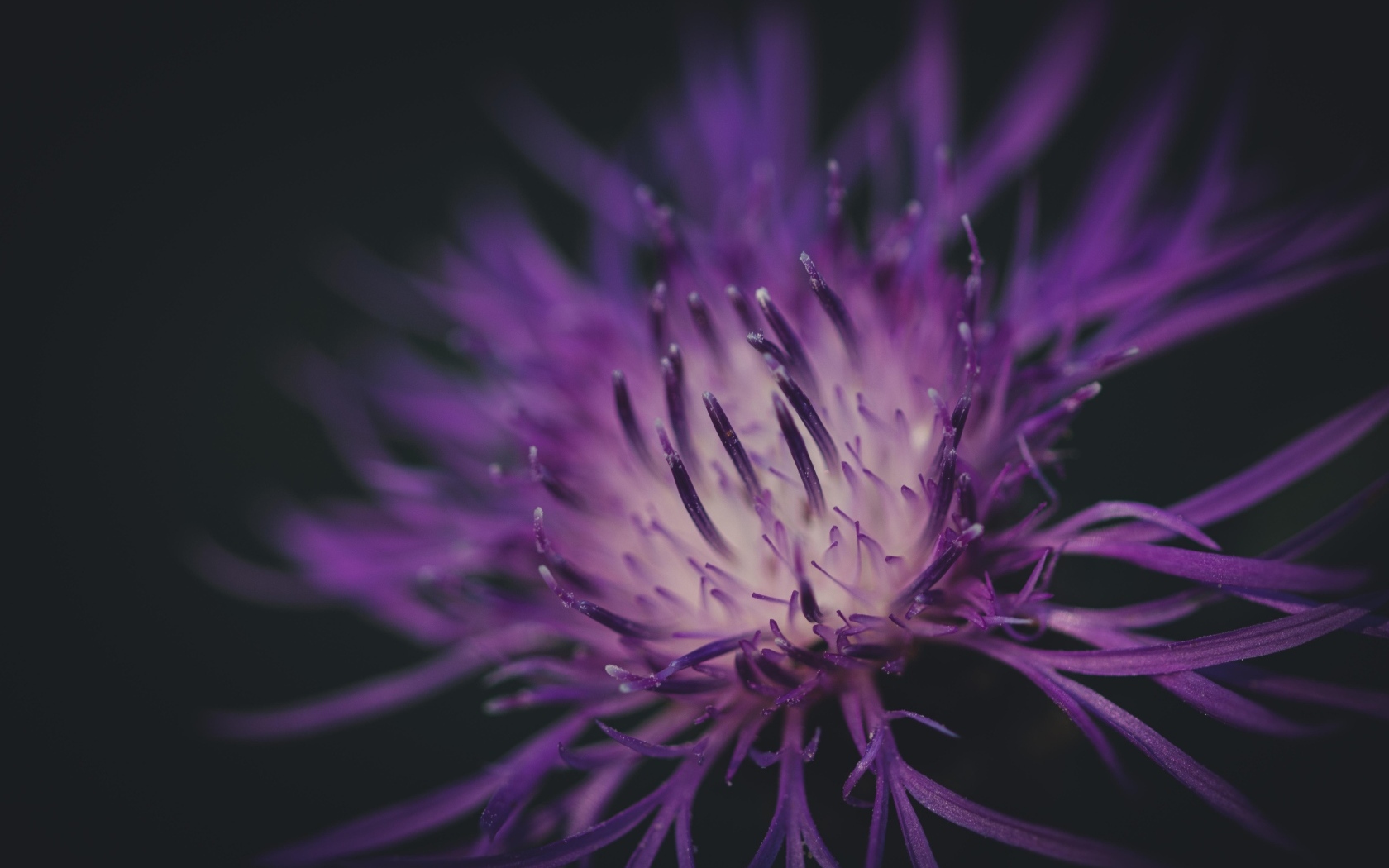 Середина фиолетового цветка на черном фоне