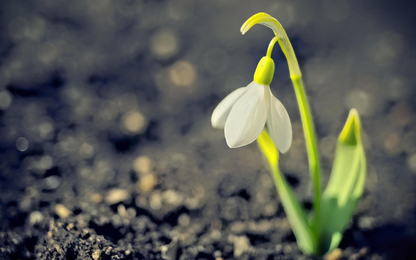 Один белый весенний подснежник на черной земле