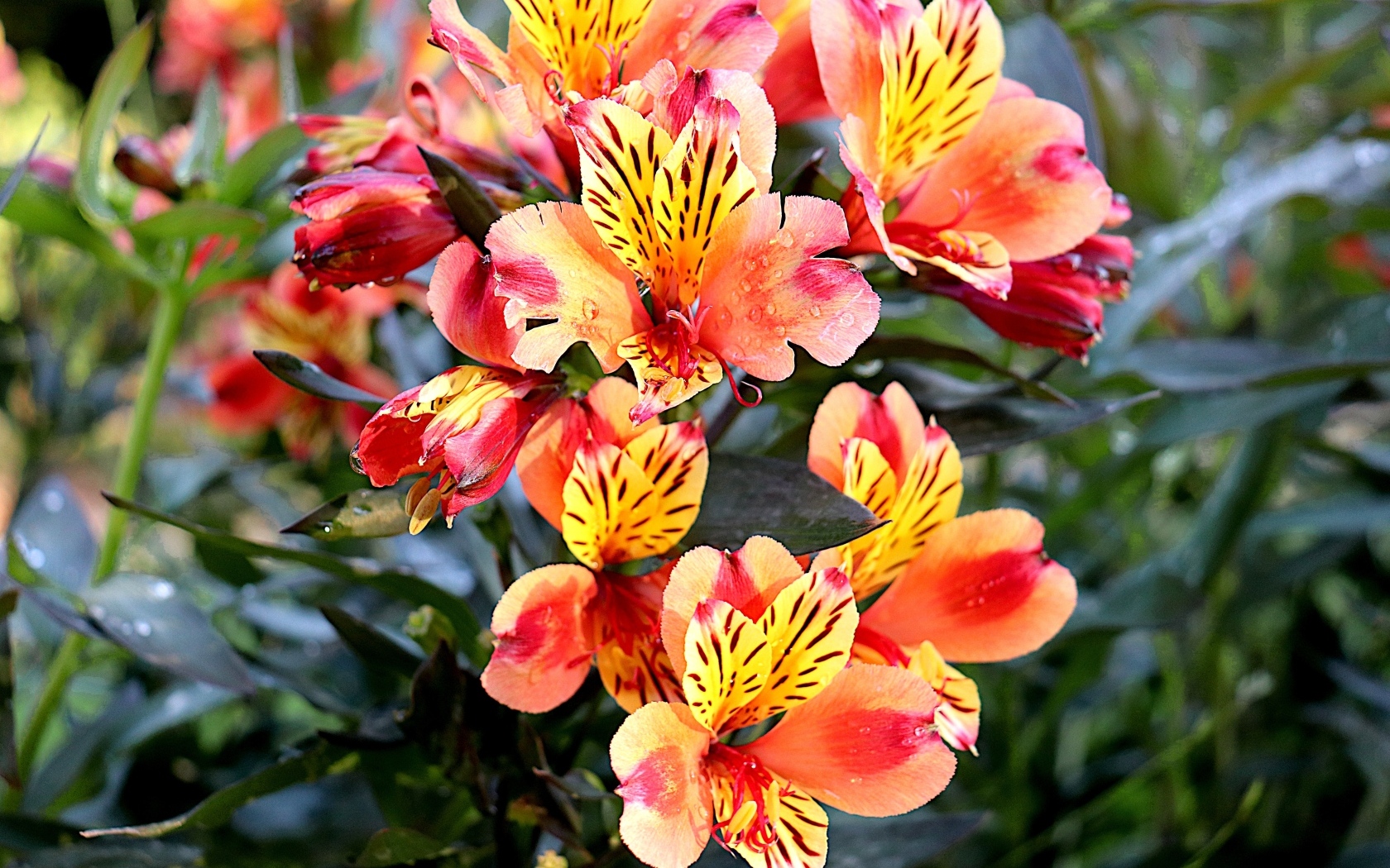 Оранжевые цветы альстромерия крупным планом